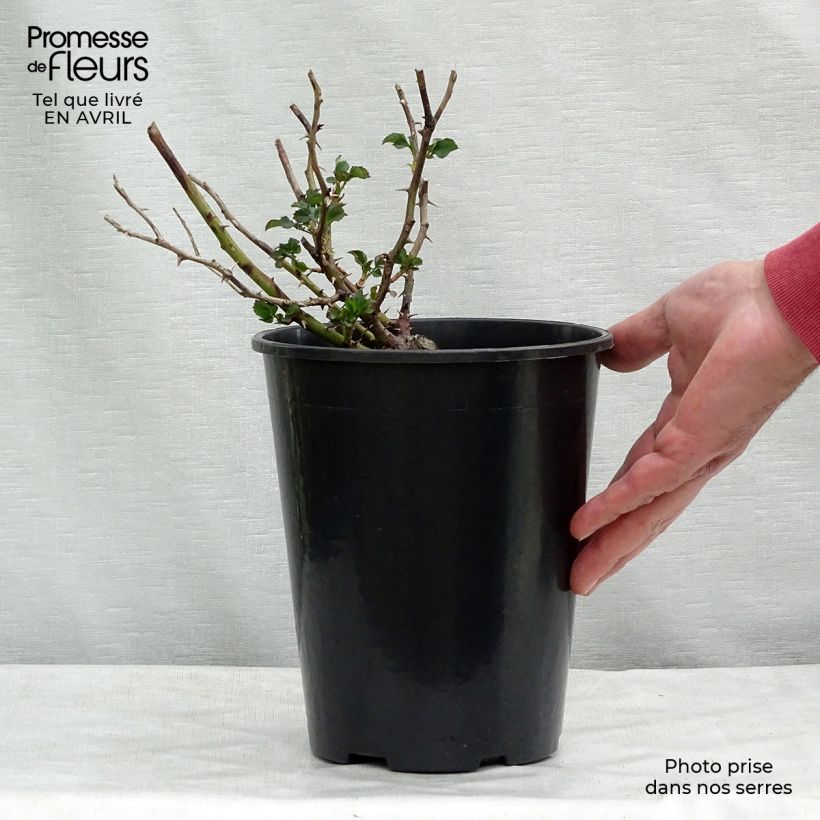 Spécimen de Rosier nain Cream Babylon Eyes en pot de 4L tel que livré au printemps