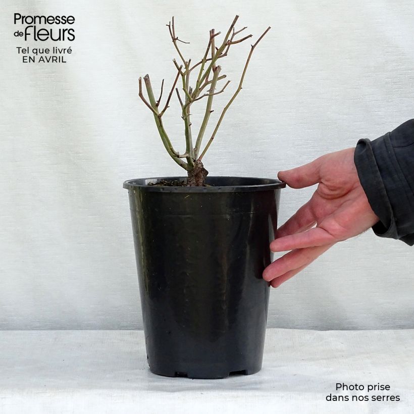 Spécimen de Rosier nain Fête des Mères en pot de 3L tel que livré au printemps