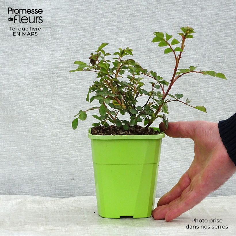 Spécimen de Rosier nain Lilliputs  Flirt 2011 Pot de 1,5L tel que livré au printemps