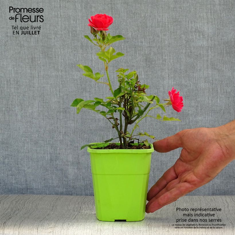 Spécimen de Rosier nain Lilliputs Mandarin Pot de 1,5L/2L tel que livré en été