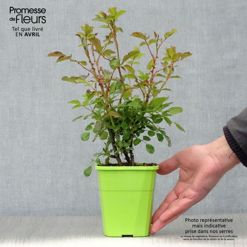 Spécimen de Rosier nain Lilliputs Mandarin Pot de 1,5L tel que livré au printemps