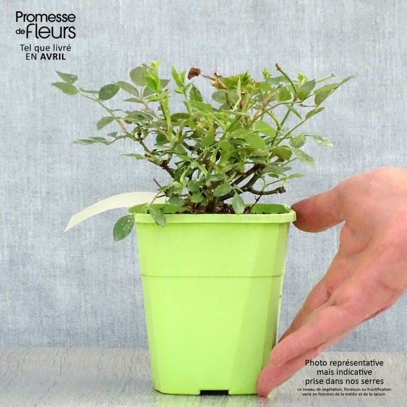 Spécimen de Rosier nain Lilliputs Roxy Pot de 1,5L/2L tel que livré au printemps
