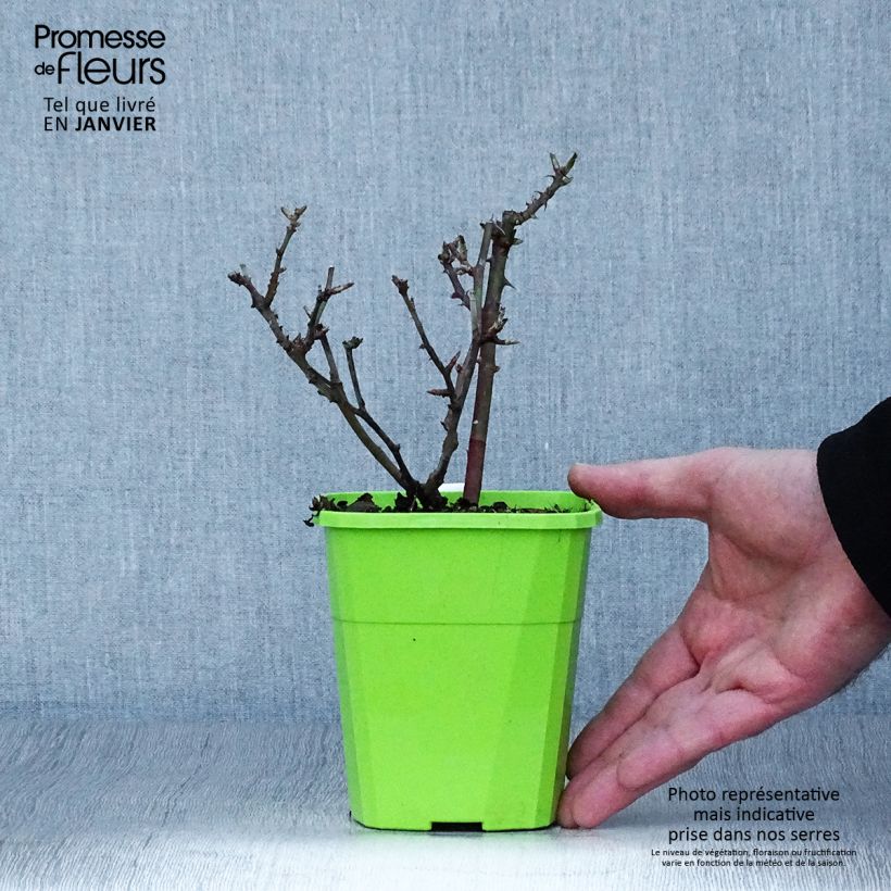Spécimen de Rosier nain Little Sunset en pot de 1.5L tel que livré en hiver