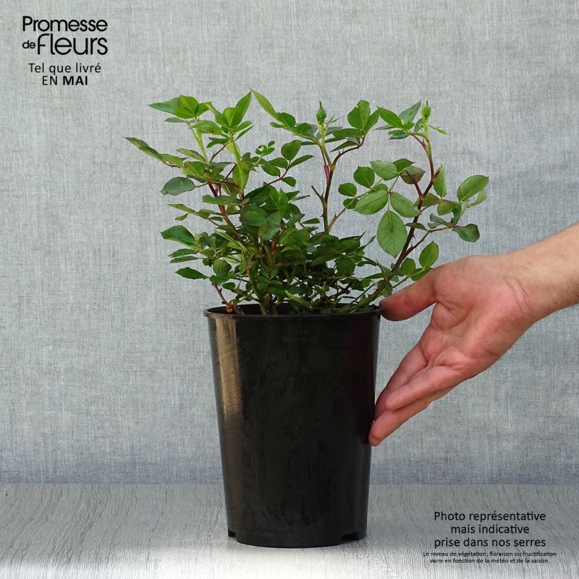 Spécimen de Rosier nain Little Sunset en pot de 3L/4L tel que livré au printemps