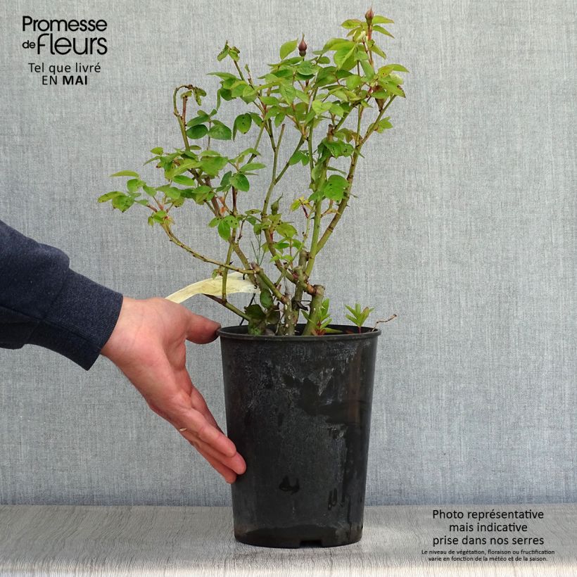 Spécimen de Rosier nain Lemon Fizz Pot de 3L/4L tel que livré au printemps