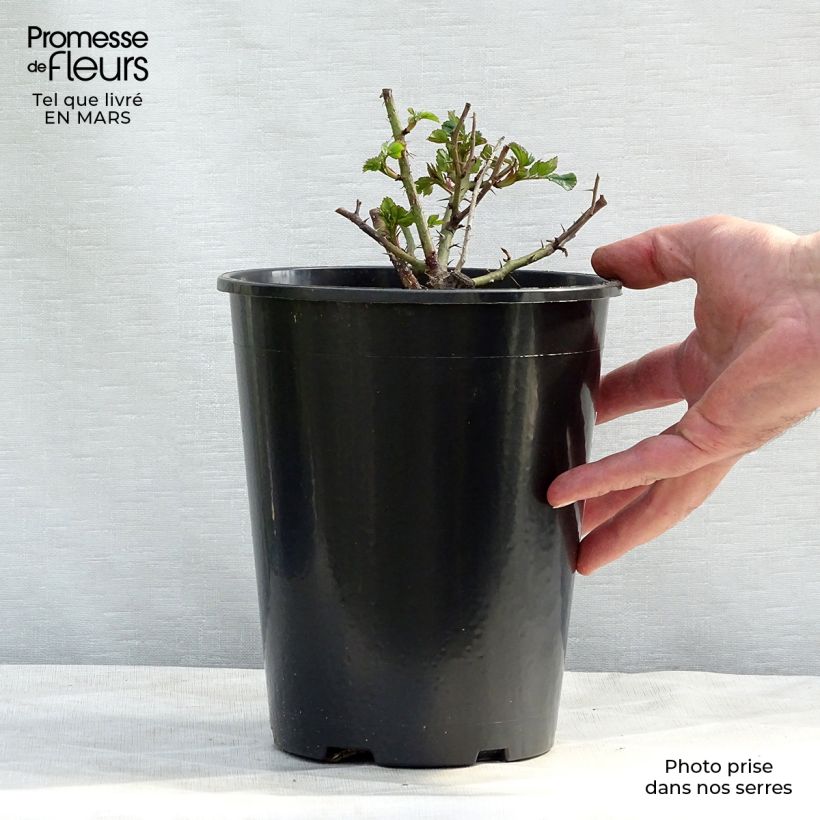 Spécimen de Rosier nain Pastel Babylon Eyes en pot de 4L tel que livré au printemps