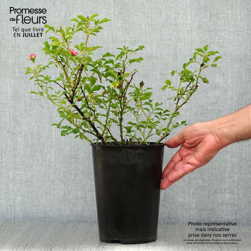 Spécimen de Rosier nain Queen Babylon Eyes Pot de 4L/5L tel que livré en été
