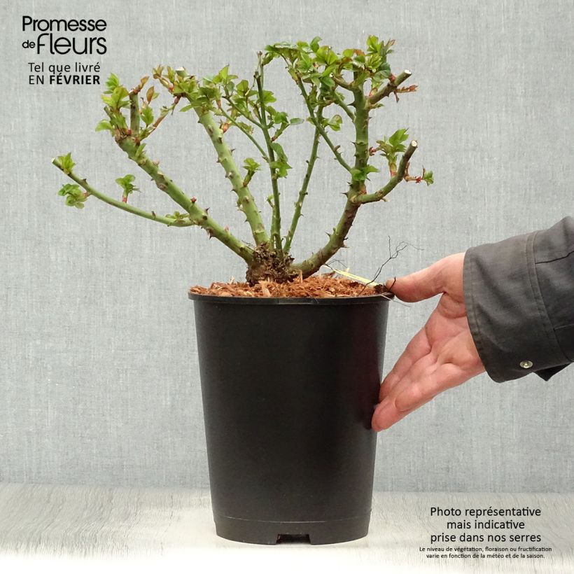 Spécimen de Rosier nain Ruby Ruby Pot de 3L/4L tel que livré en hiver