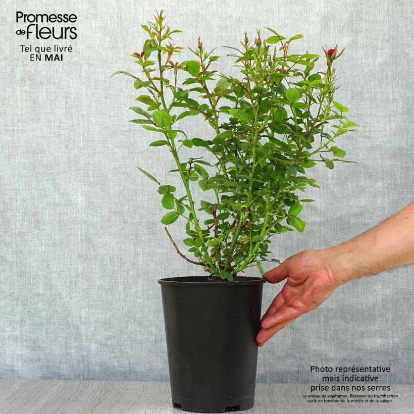 Spécimen de Rosier nain Ruby Ruby en pot de 3L tel que livré au printemps