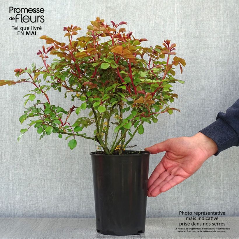 Spécimen de Rosier nain Schneeküsschen - Pot de 2L/3L tel que livré au printemps