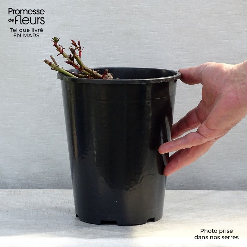Spécimen de Rosier nain Sunshine Babylon Eyes en pot de 4L tel que livré au printemps