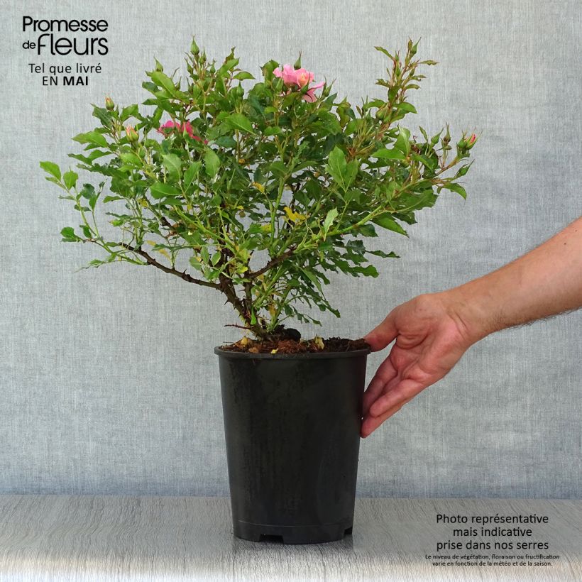 Spécimen de Rosier nain Trendy Babylon Eyes - Pot de 4L/5L tel que livré au printemps