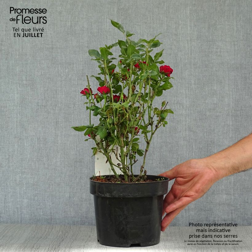 Spécimen de Rosier nain Zepeti  Pot de 3L/4L tel que livré en été