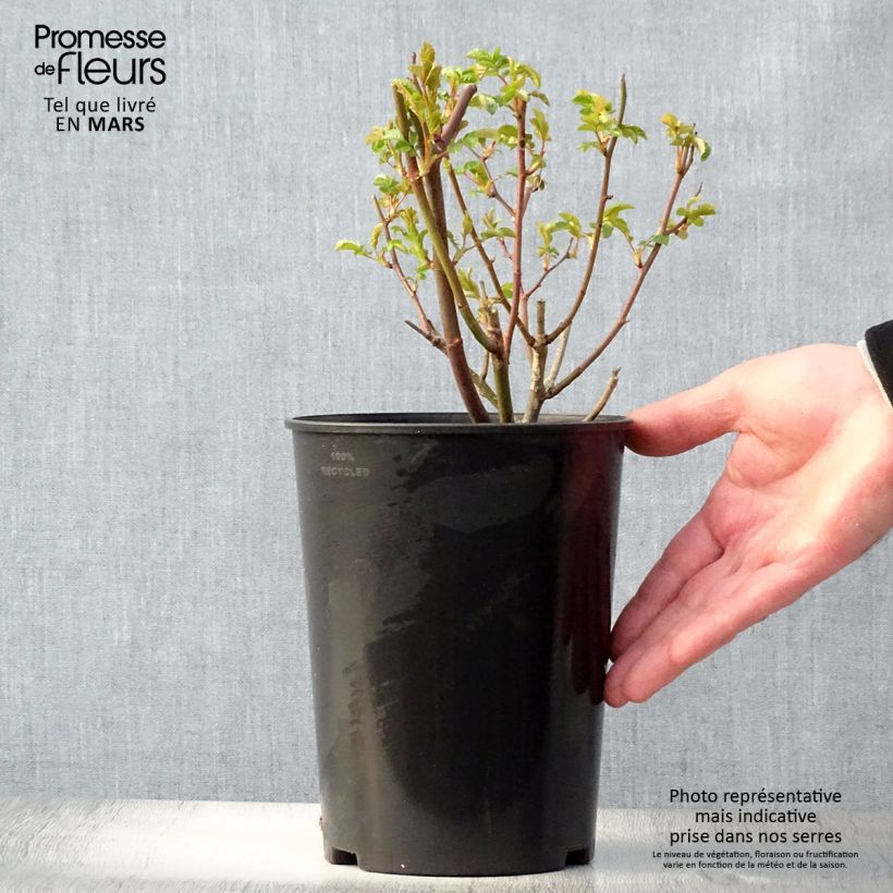 Spécimen de Rosier nain ou miniature Fête des Pères - en pot de 3L/4L tel que livré au printemps