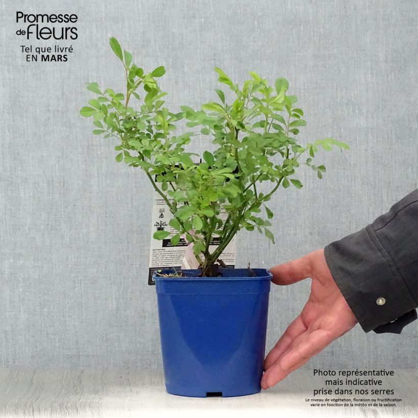Spécimen de Rosier paysager Rosanatura Alba Pot de 2L/3L tel que livré au printemps