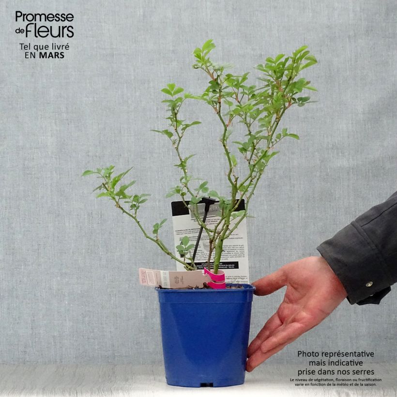 Spécimen de Rosier paysager Rosanatura Bicolore Pot de 2L/3L tel que livré au printemps