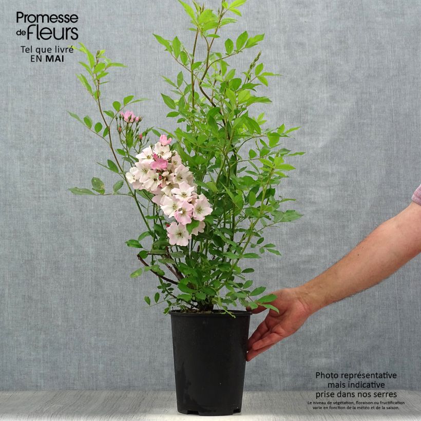 Spécimen de Rosier paysager Rosanatura Rosea Pot de 2L/3L tel que livré au printemps