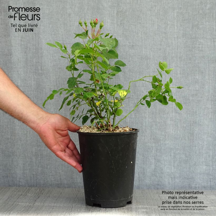 Spécimen de Rosier paysager couvre-sol Les Quatre Saisons 'Meifafio' - pot de 4L/5L tel que livré au printemps