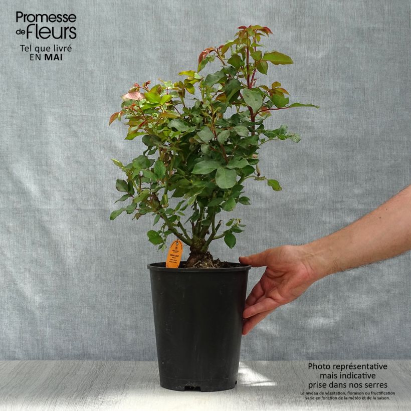 Spécimen de Rosier polyantha Mona Lisa - En pot de 4L/5L tel que livré au printemps