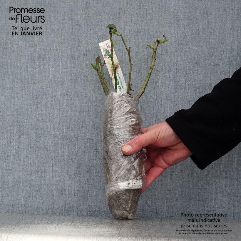 Spécimen de Rosier polyantha Mona Lisa - en Motte tel que livré en hiver