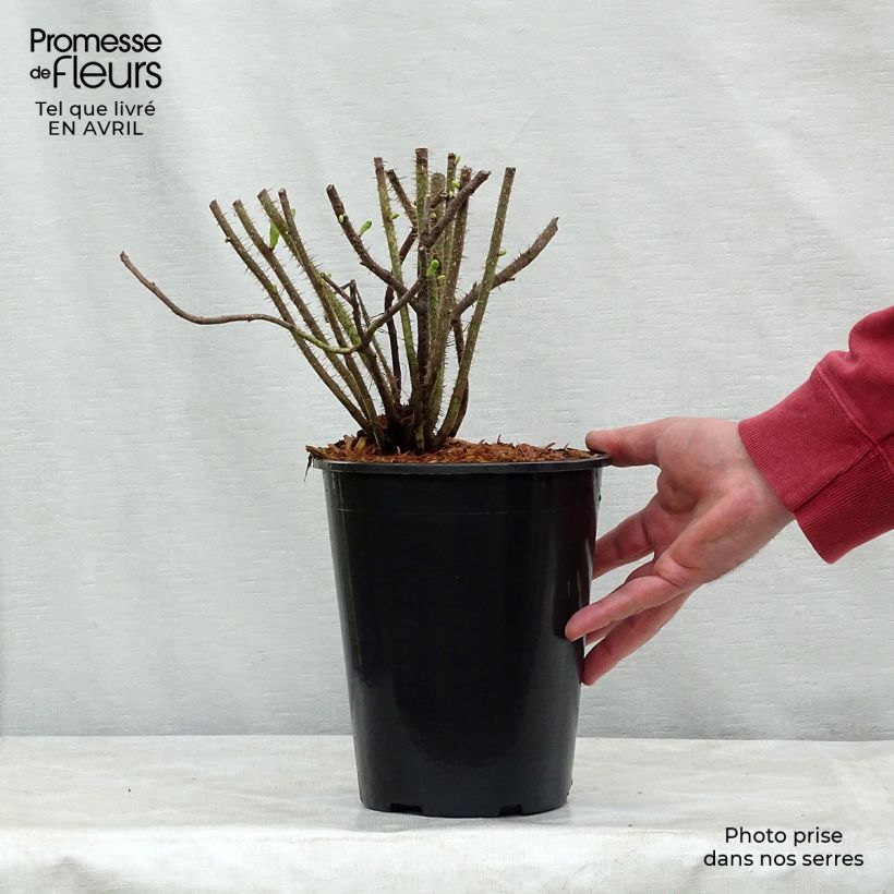 Spécimen de Rosier rugosa Alba en pot de 3L/4L tel que livré au printemps