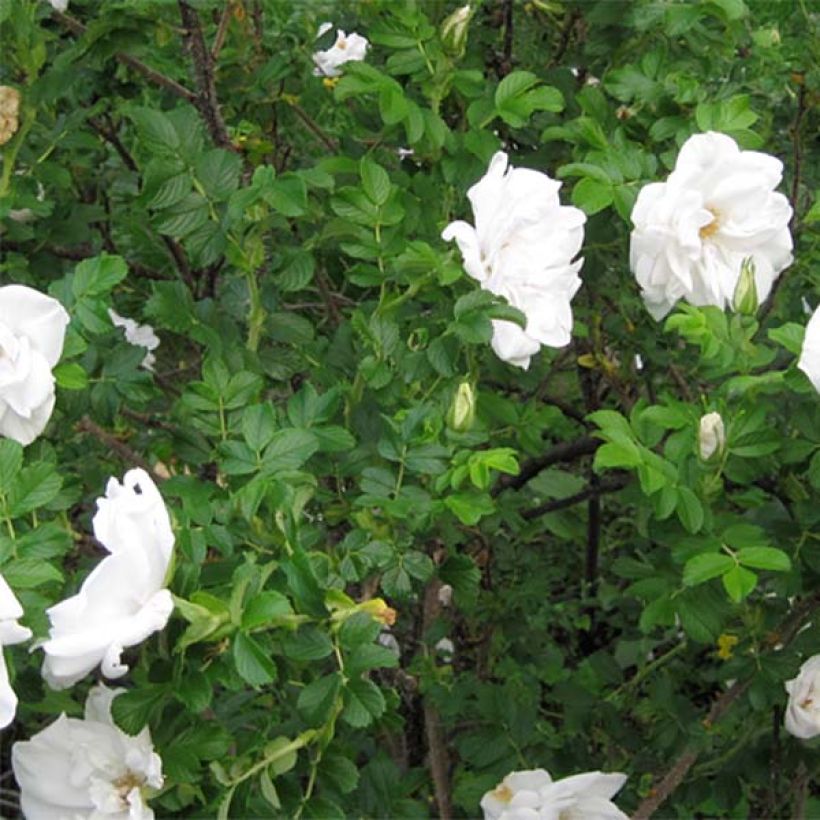 Rosier rugosa Blanc double de Coubert (Feuillage)