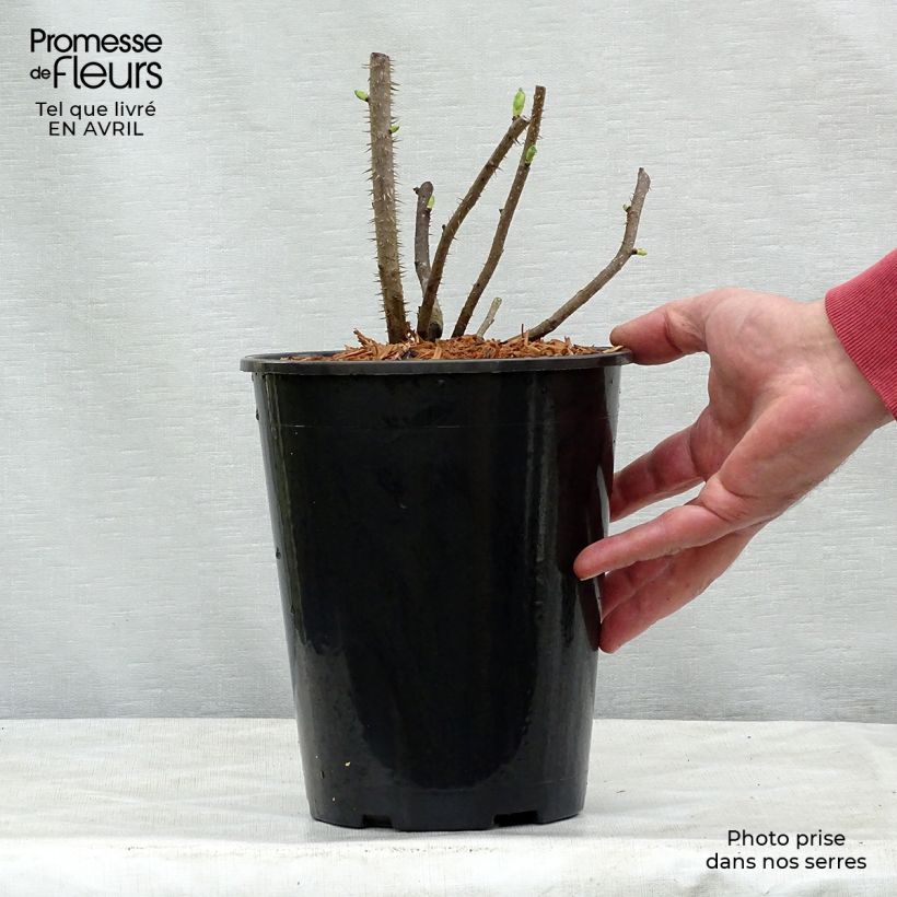 Spécimen de Rosier rugosa Blanc double de Coubert en pot de 4L tel que livré au printemps