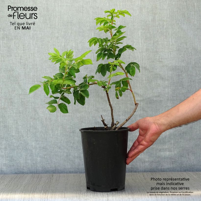 Spécimen de Rosier rugosa Hansa en pot de 4L/5L tel que livré au printemps