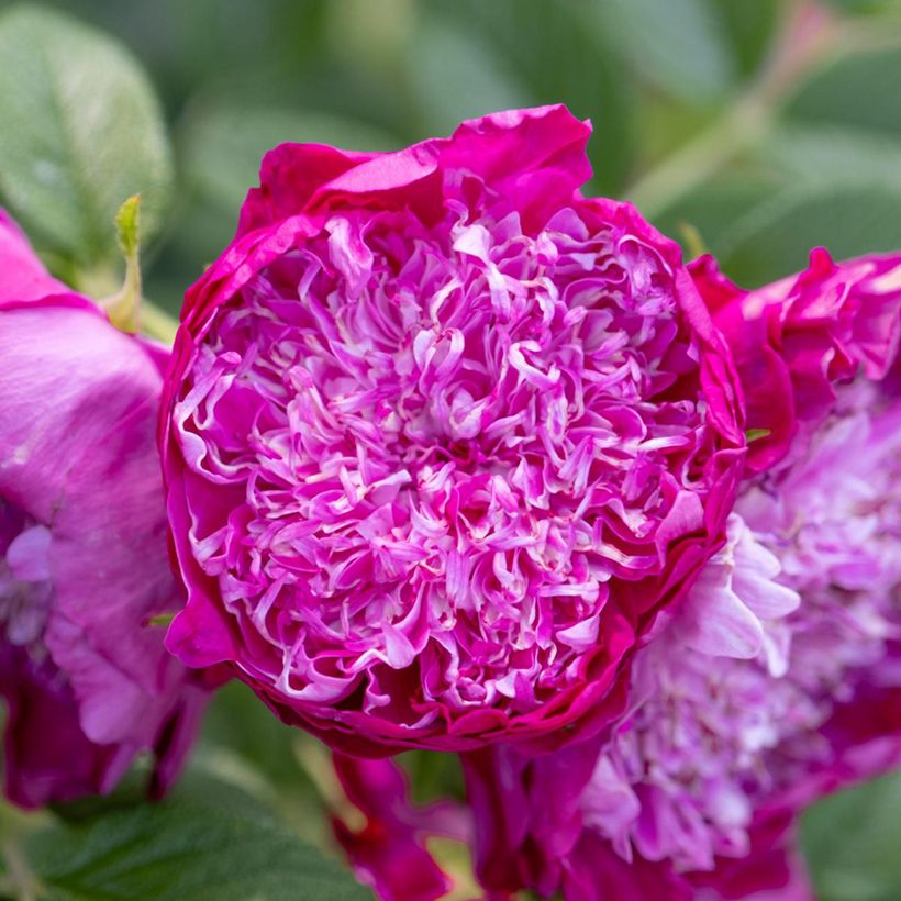 Rosier rugosa Pompom Perfume (Floraison)