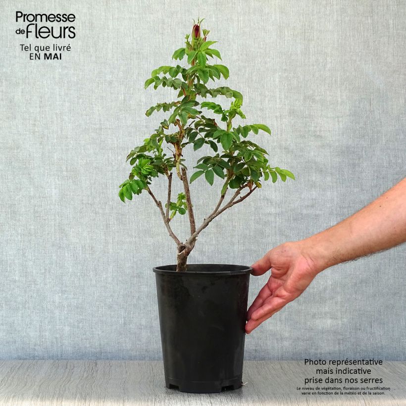 Spécimen de Rosier rugosa Roseraie de l'Haÿ en pot de 3L/4L tel que livré au printemps