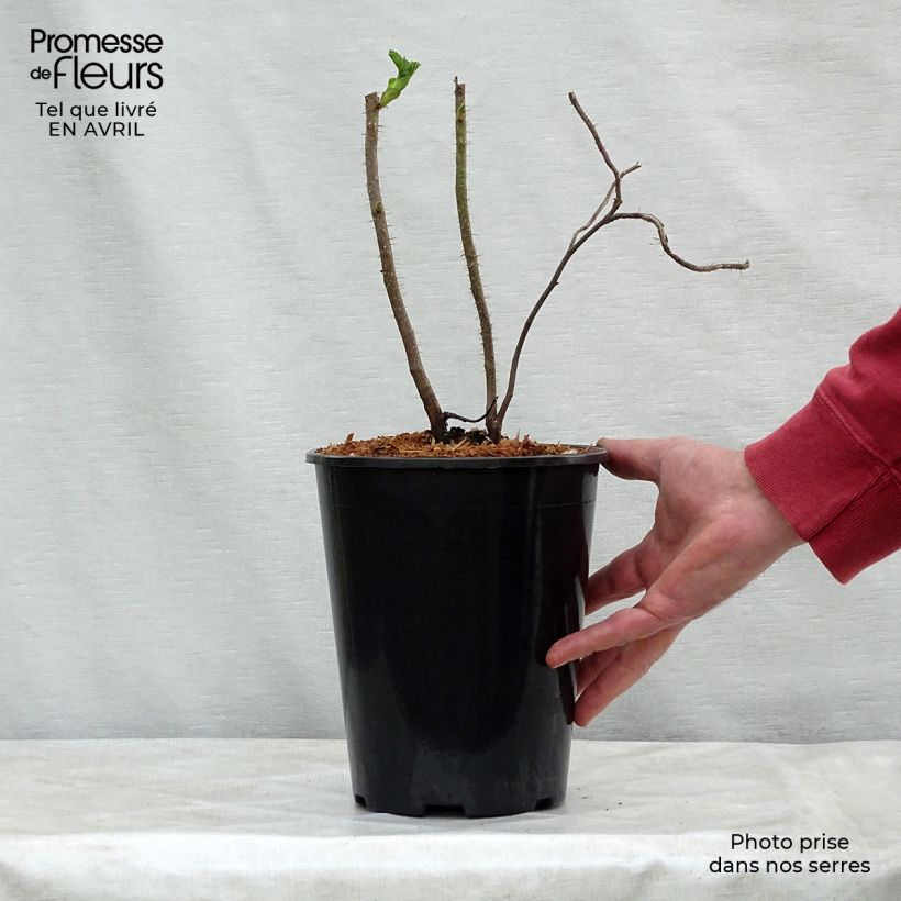 Spécimen de Rosier rugosa Rubra en pot de 3L tel que livré au printemps
