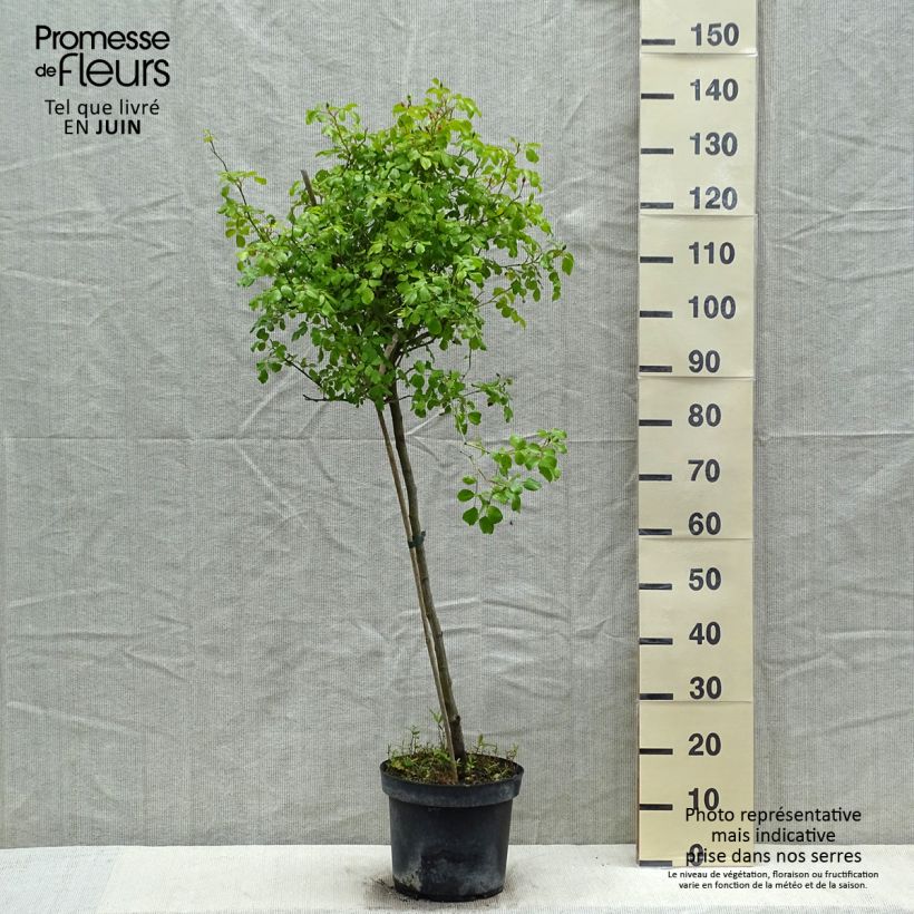 Spécimen de Rosier tige Decorosier Mareva Pot de 7,5L tel que livré au printemps