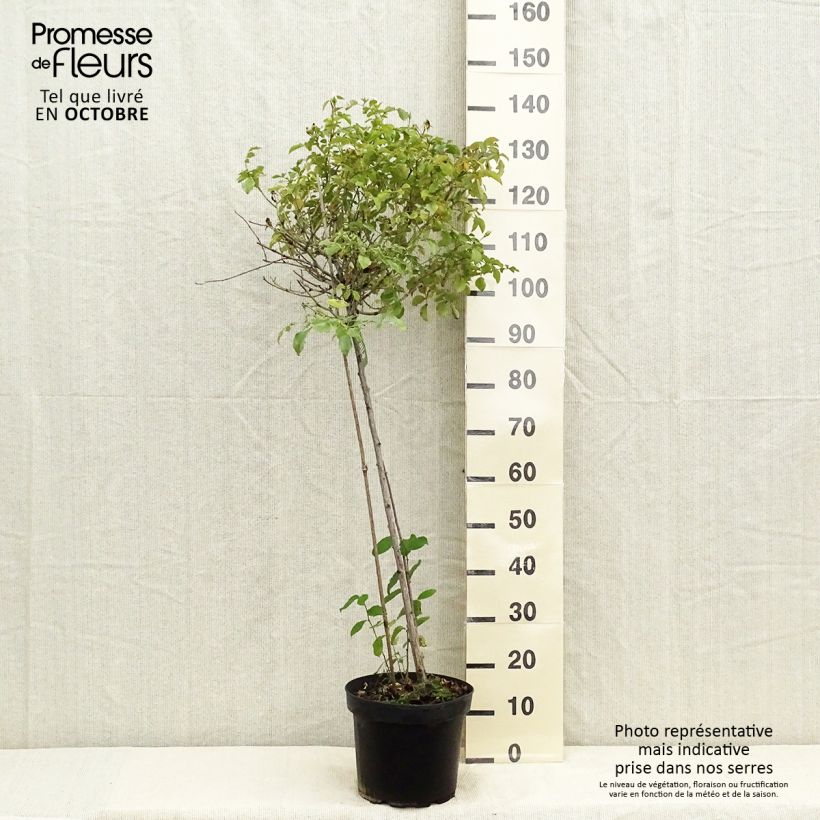 Spécimen de Rosier tige Decorosier Opalia Pot de 7,5L/10L, Tige de 90/120 tel que livré en automne