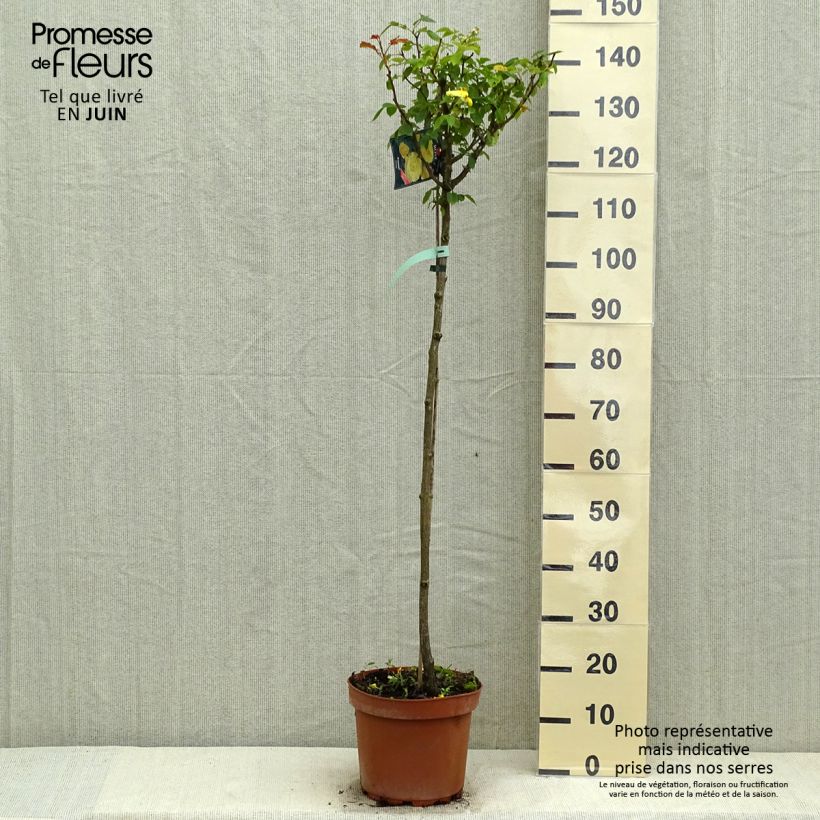 Spécimen de Rosier tige Friesia - Pot de 7.5L tel que livré au printemps