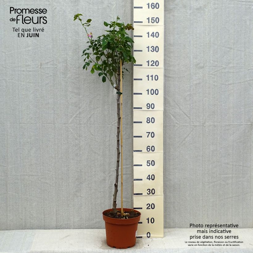 Spécimen de Rosier Tige David Austin Gertrude Jekyll  Pot de 7,5L/10L, Tige de 70/90 tel que livré en été