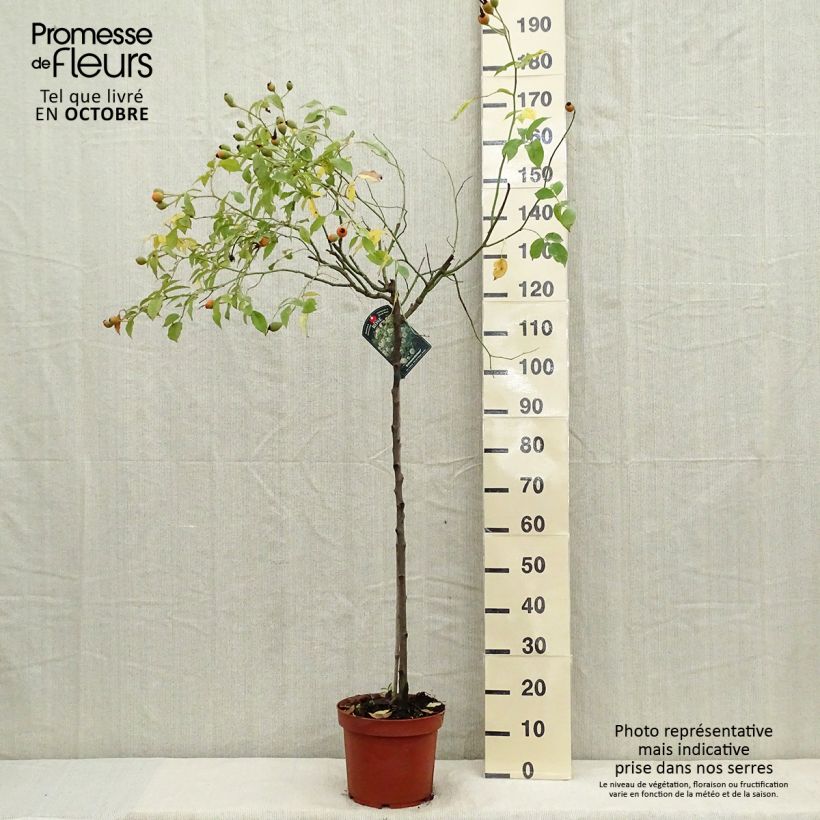Spécimen de Rosier tige Iceberg (Fée des neiges) Pot de 7,5L/10L, Tige de 90/120 tel que livré en automne
