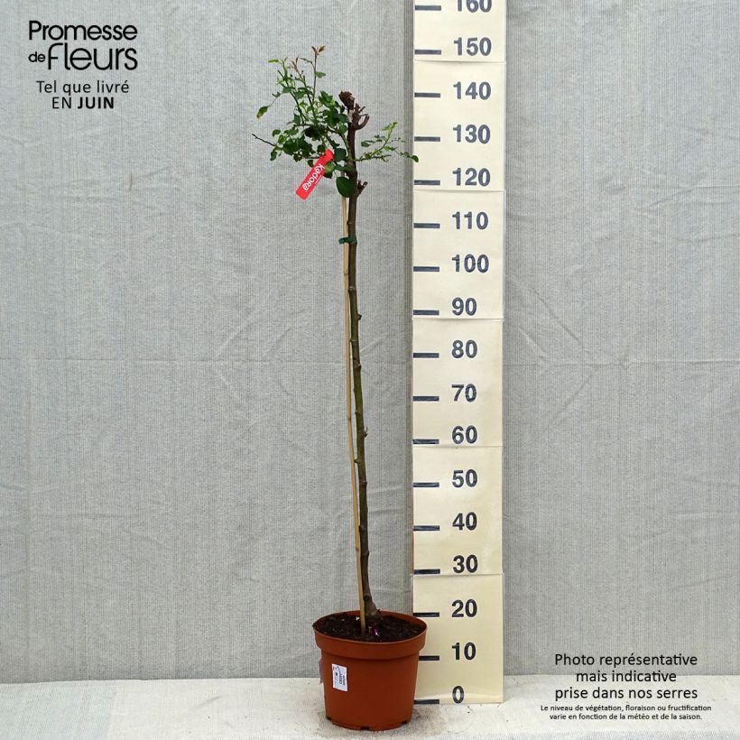 Spécimen de Rosier tige Kadora Decorosier Pot de 7,5L/10L, Tige de 70/90 tel que livré en été