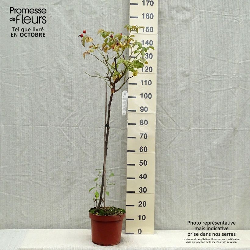 Spécimen de Rosier tige Leonardo da Vinci - Pot de 7.5L - 90/100cm tel que livré en automne