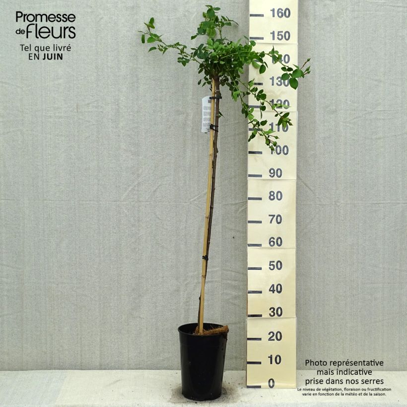 Spécimen de Rosier tige pleureur New Dawn - Pot de 7.5L tel que livré en été