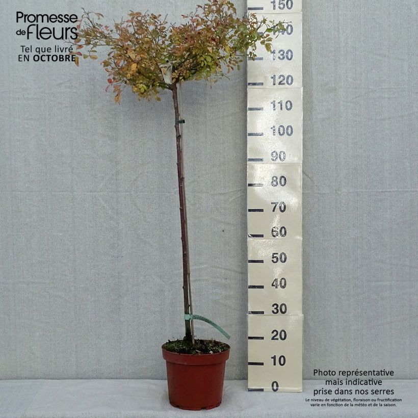 Spécimen de Rosier Tige The Fairy Pot de 7,5L/10L, Tige de 90/120 tel que livré en automne