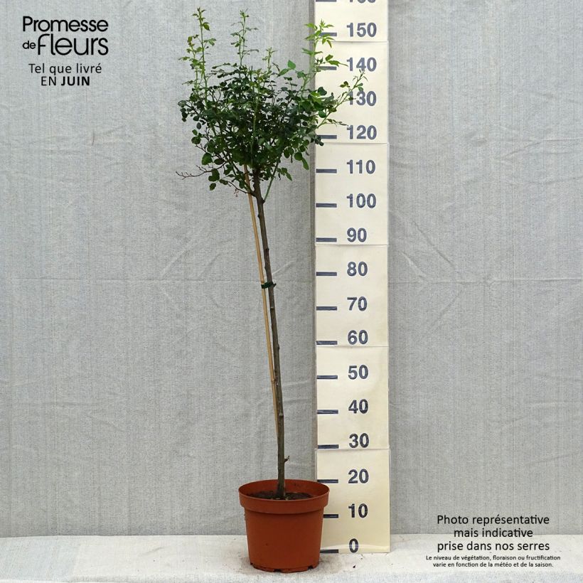 Spécimen de Rosier tige Toscana Pot de 4L/5L, Tige de 90/120 tel que livré en été