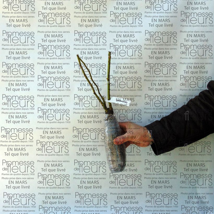 Spécimen de Rosier grimpant Veilchenblau tel que livré en printemps