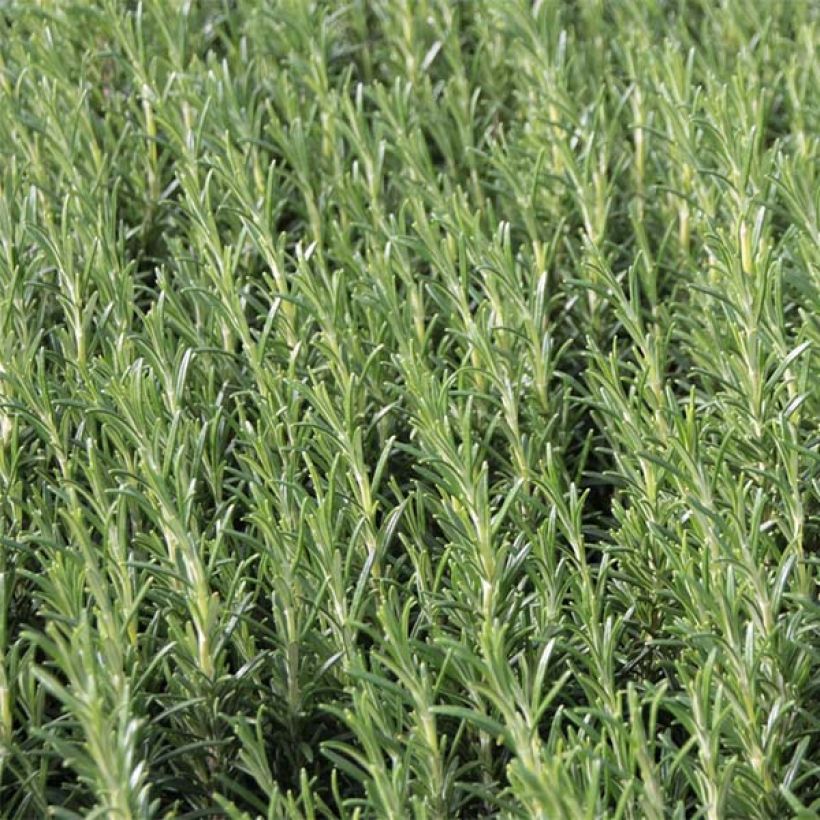 Romarin à fleurs blanches - Rosmarinus officinalis Albiflorus (Feuillage)