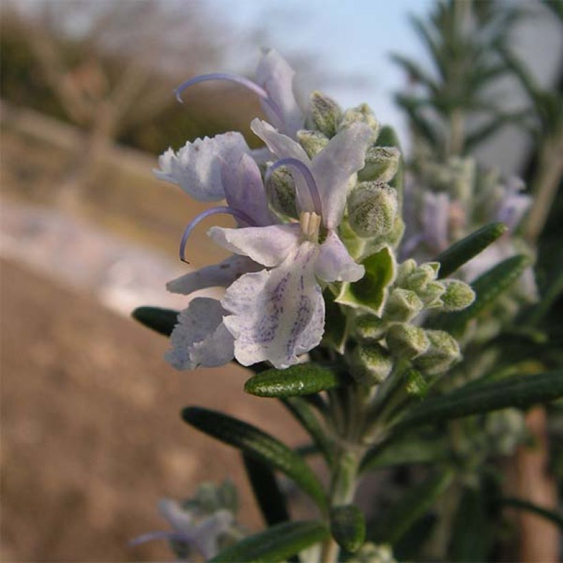 Romarin à fleurs blanches - Rosmarinus officinalis Albiflorus (Floraison)