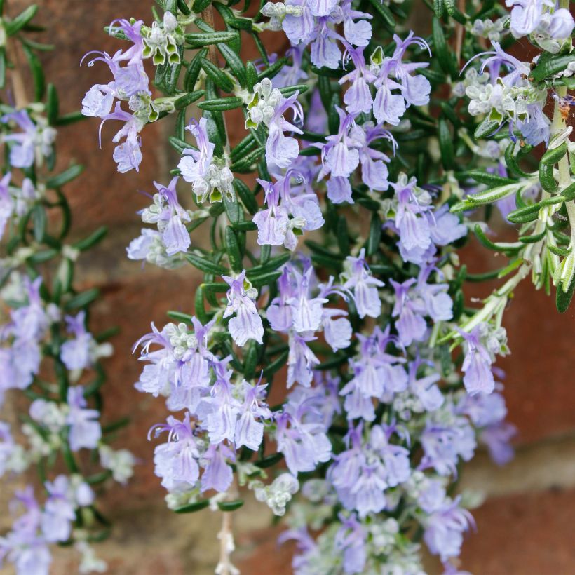 Rosmarinus officinalis Blue Cascade - Romarin retombant (Floraison)