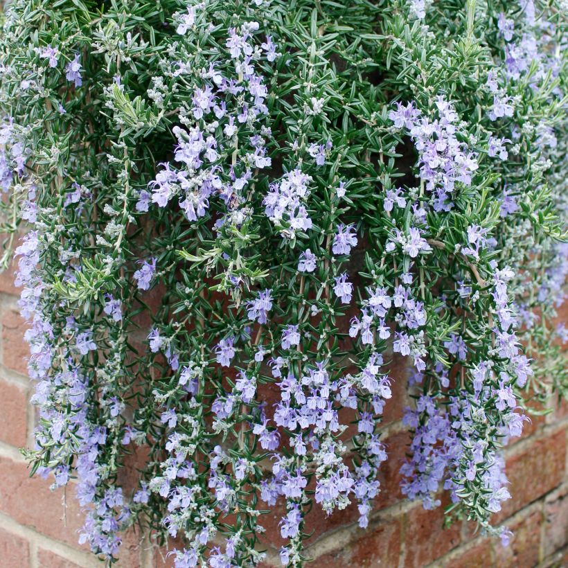 Rosmarinus officinalis Blue Cascade - Romarin retombant (Port)