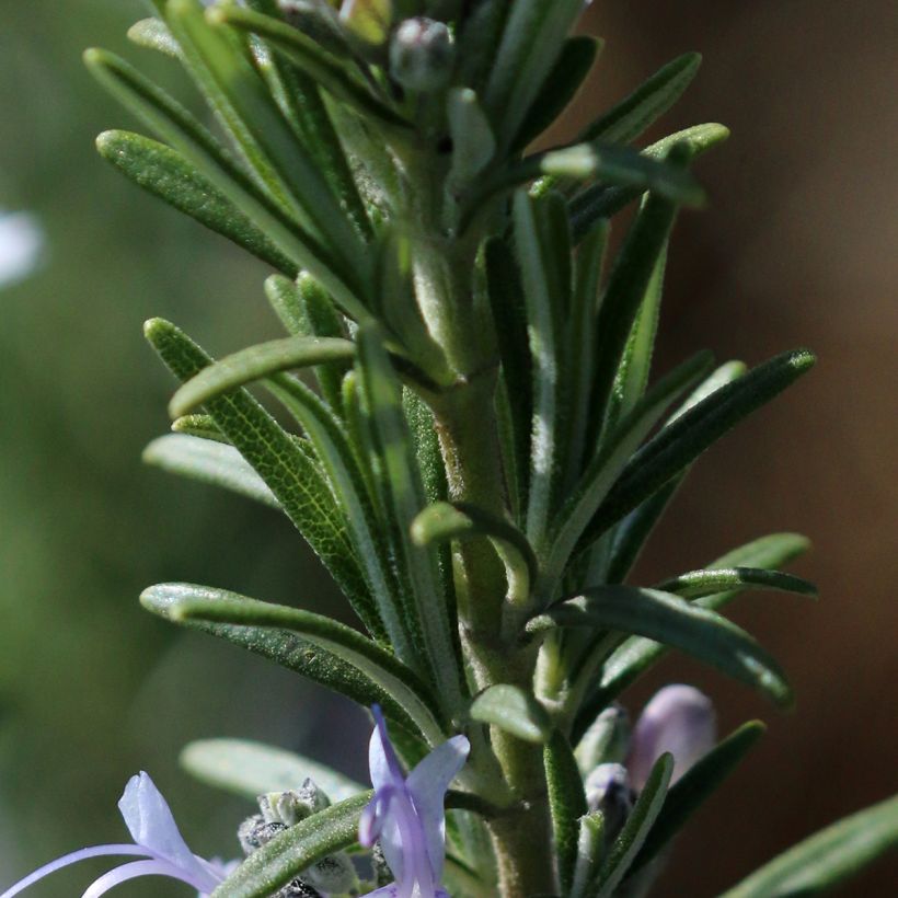 Romarin - Rosmarinus officinalis Mrs. Jessop's Upright (Feuillage)