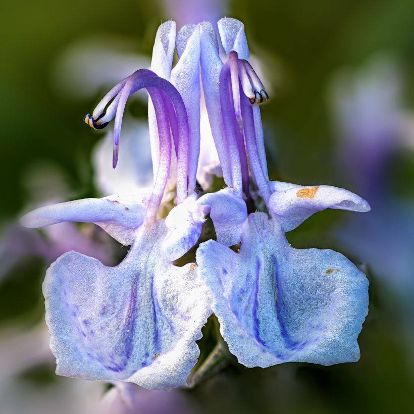 Romarin - Rosmarinus officinalis Mrs. Jessop's Upright (Floraison)