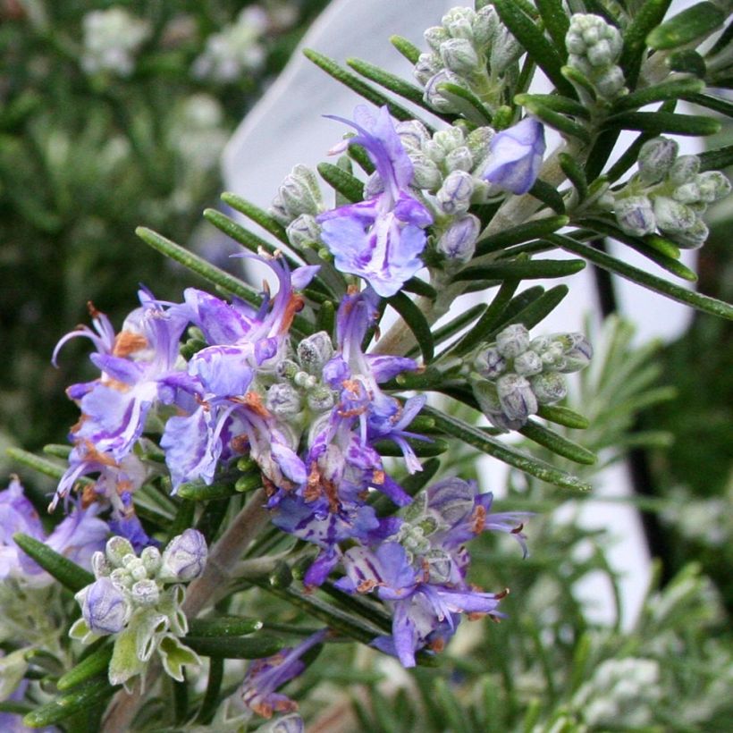 Romarin couvre-sol -  Rosmarinus officinalis Pointe du Raz (Floraison)