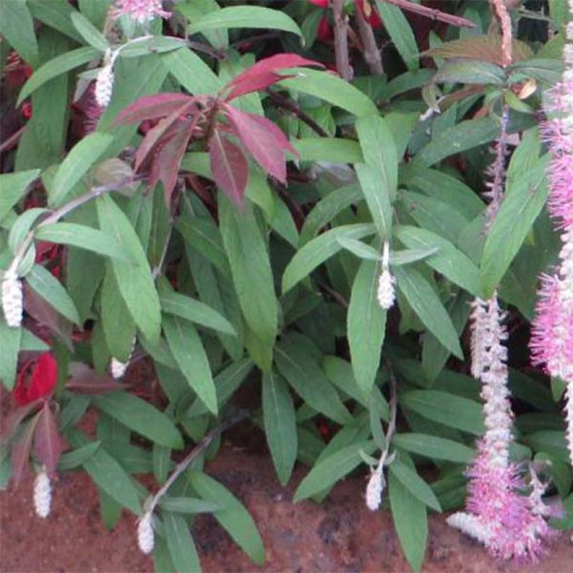 Rostrinucula dependens Happy Cascade - Menthe en arbre (Feuillage)